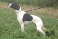 Pedigree DEVIL DOS POTINHOS Pedigree DEVIL DOS POTINHOS